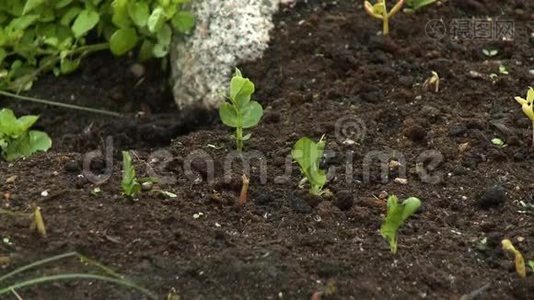 在土壤中种植树苗视频