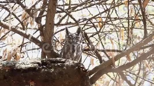灰鹰鸟在树枝上视频