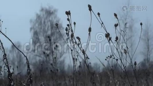 干植物，高比特率.视频