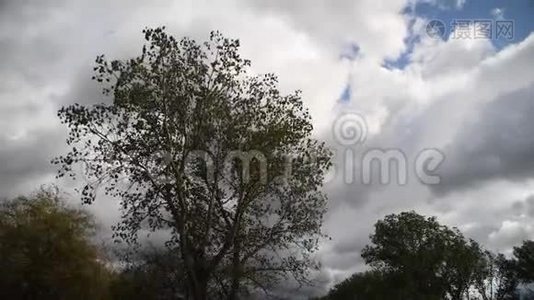 一棵树在强风的田野上视频