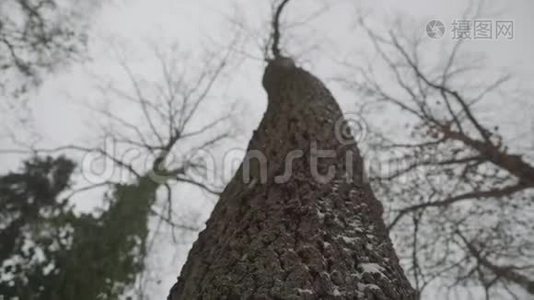 下雪的树视频