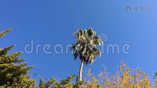 棕榈树穿过树木和电线视频