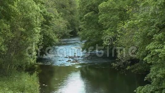 森林地区的小溪视频