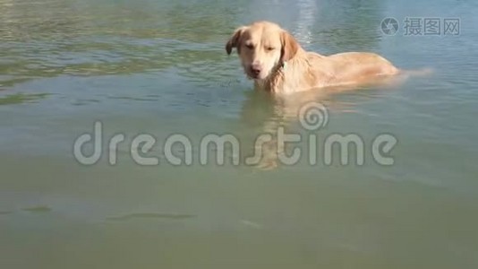 狗在海水中游泳。视频