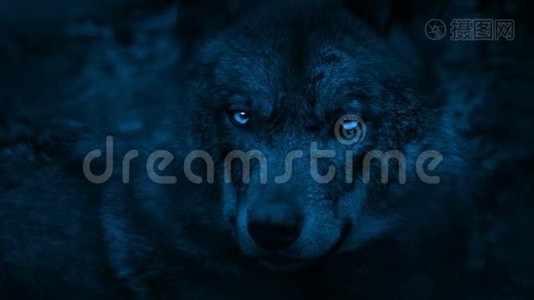 狼在黑暗中用明亮的眼睛环顾四周视频