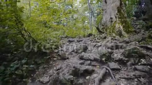 在树林里散步视频
