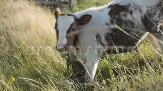奶牛场的奶牛-高清视频