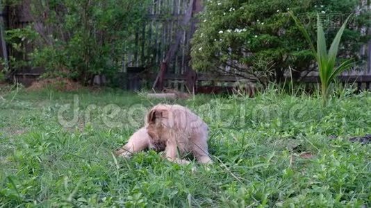 棕色狗坐在草地上视频