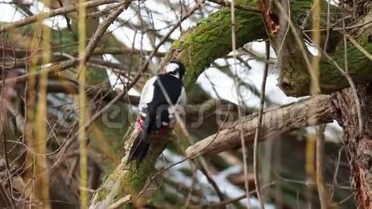 伟大的斑点啄木鸟视频