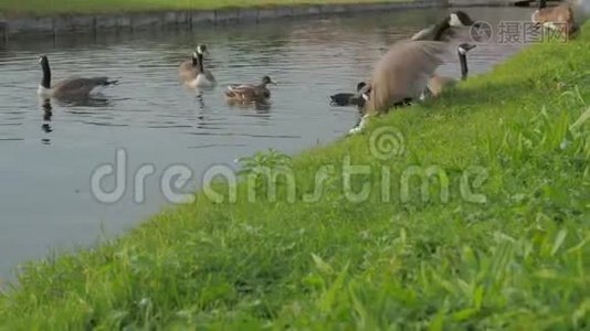 鹅从池塘里出来了视频