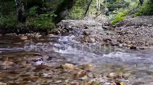在森林里奔腾的小溪视频
