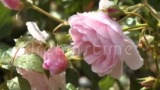 鲜艳的粉红玫瑰视频