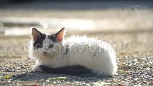 肮脏的流浪猫。视频