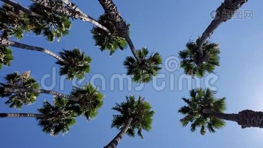 仰望着棕榈树视频