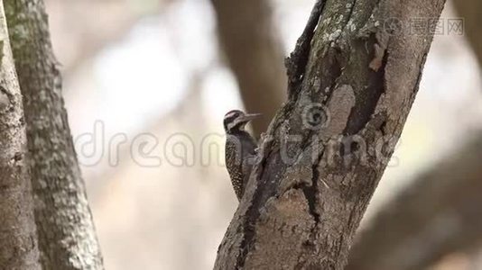 大胡子啄木鸟啄树.视频