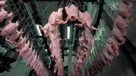 在工作的鸡肉加工设施的低角度视图。视频