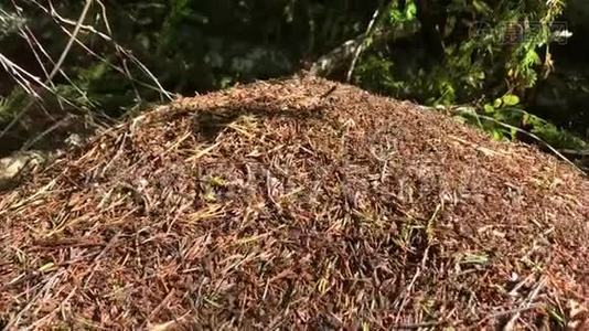 森林里有蚂蚁的大蚁丘视频