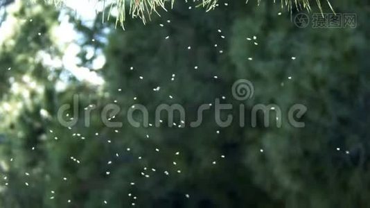 自然界空气中的小昆虫视频
