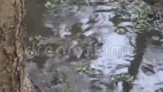 雨和水坑视频