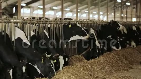奶牛场的奶牛吃干草视频