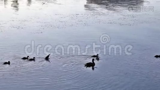 鸭子和小鸭子在河里游泳视频