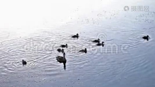 鸭子和小鸭子在河里游泳视频