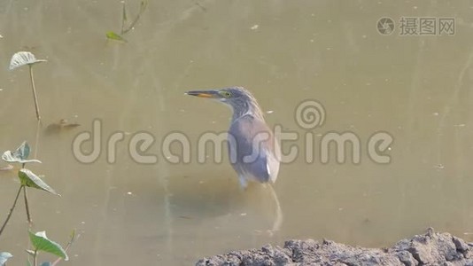 湿地中的池鹭鸟。视频