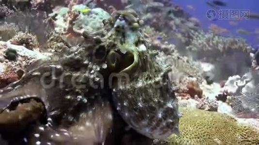 在礁石上找你最喜欢的章鱼。视频