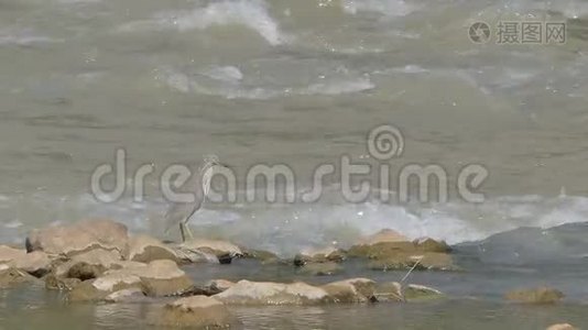 湿地中的池鹭鸟。视频