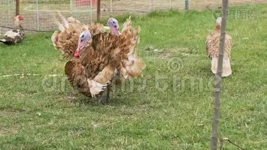 火鸡在农场的草地上散步视频