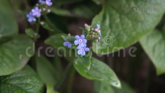 花园里的蓝色小花视频