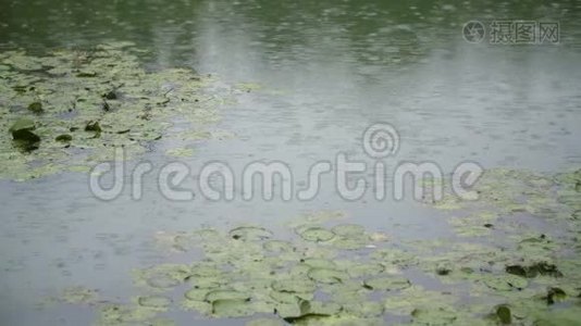 水面雨水视频