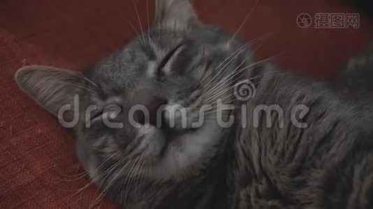 睡觉的灰猫的特写.视频