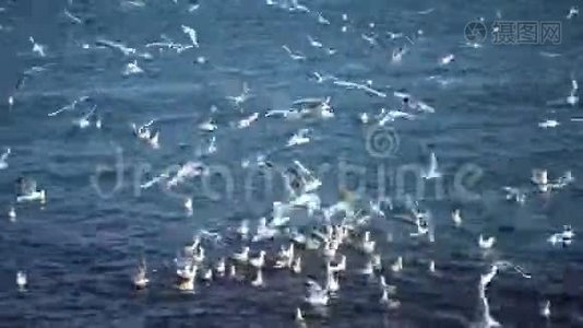 成群的海鸥在水上视频