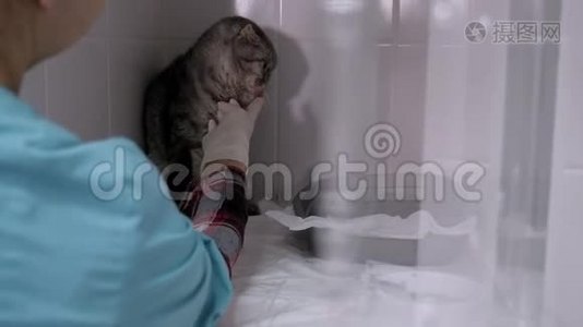 生病的猫在兽医诊所的笼子里。 医生试图喂一只生病的猫视频