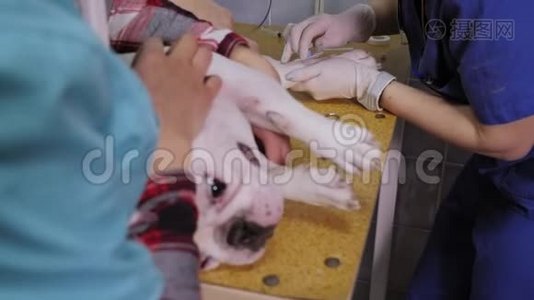 一家兽医诊所的手术台上爪子上有导管的狗。视频