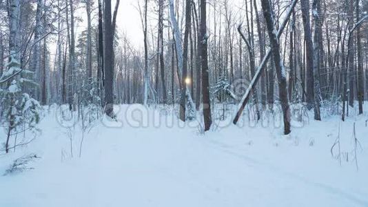 一个年轻人正在冬天的森林里滑雪。视频
