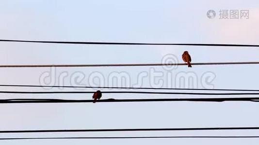 鸟在电线上的动物野生动物视频