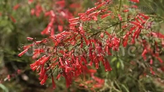 雨滴中的小红花视频