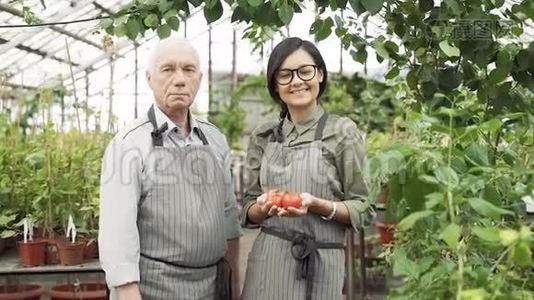 一个年长的男人和一个年轻的女人园丁在温室里手里拿着成熟的红色西红柿的肖像。视频