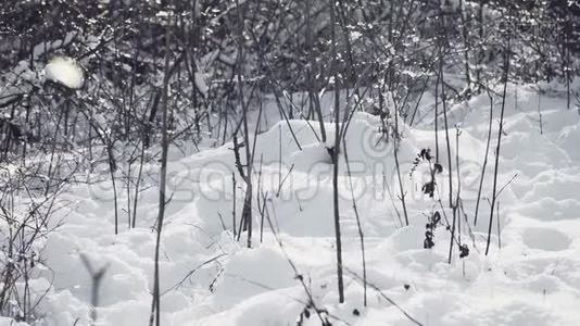 穿着黑色夹克的人在雪地上爬行，就像一个在冬天森林里的士兵视频