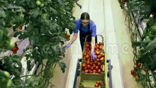 园丁在温室里收集红番茄。视频