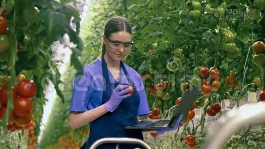 年轻的女人在检查红色西红柿的时候用笔记本电脑工作。 农业产业，新鲜蔬菜理念..视频