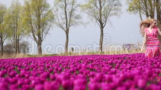 女孩捧着一束五颜六色的郁金香花，站在紫色的郁金香田野上。视频