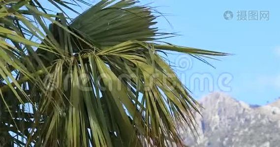蓝天下的棕榈叶视频