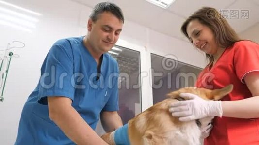 在兽医诊所。 兽医用绷带包扎狗受伤`伤口视频