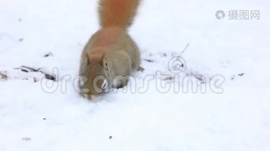 红松鼠在雪地里搜寻视频