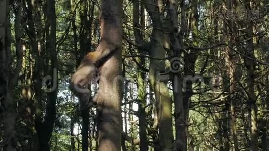 猴子从树上爬下来视频