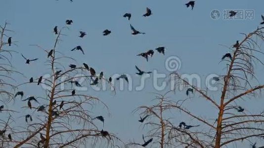一群普通的雏鸟在树上。视频