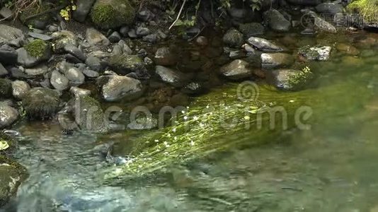 水流流过植物视频